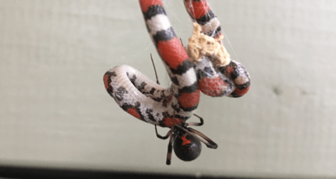 black widow spider snake