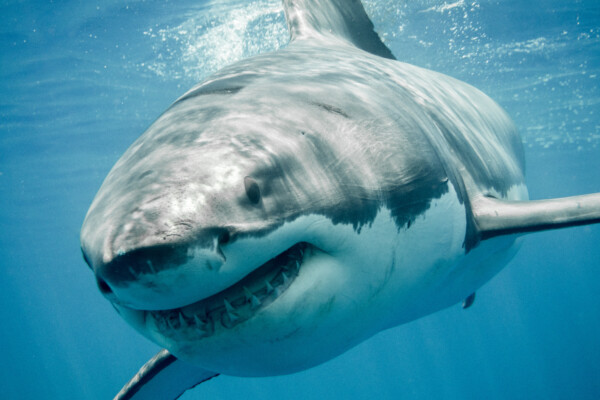 Great white shark