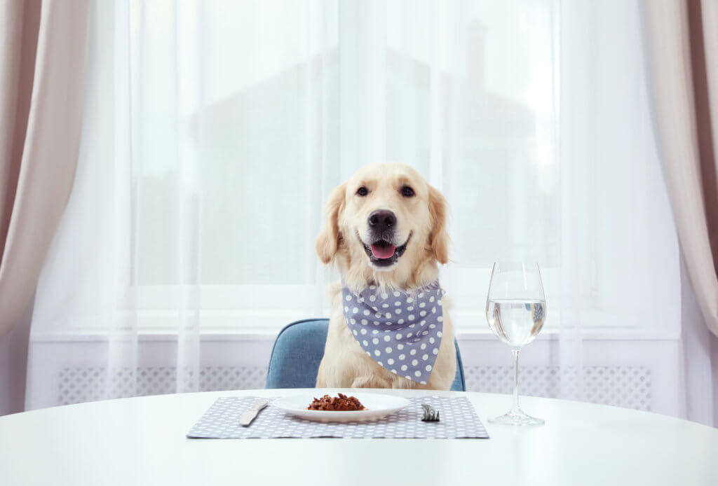 Dog eating food off plate