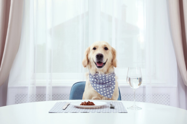 Dog eating food off plate