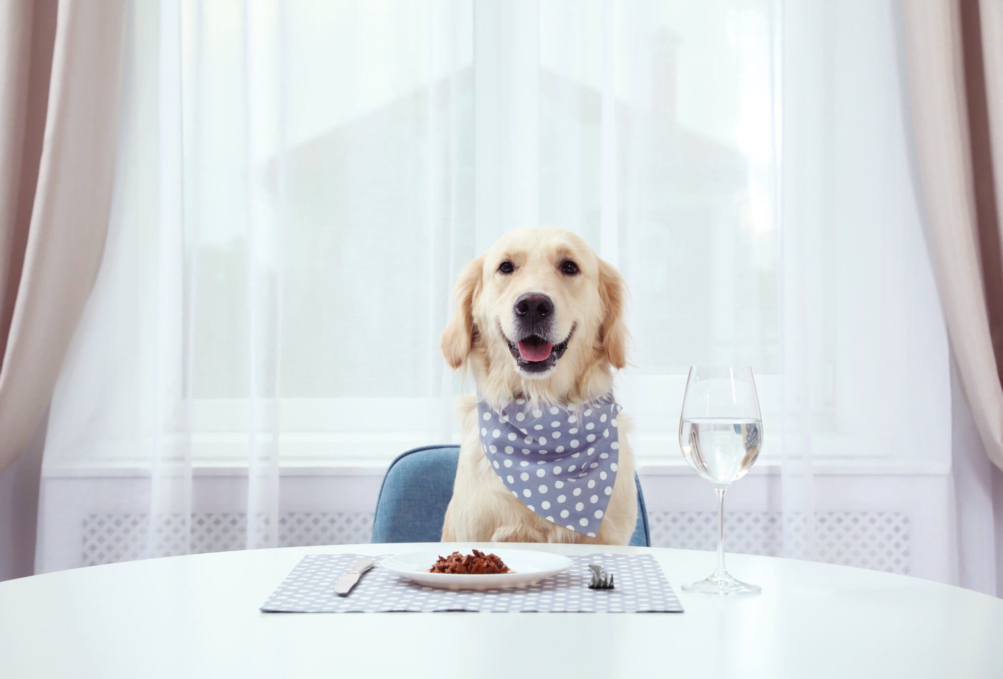Dog eating food off plate
