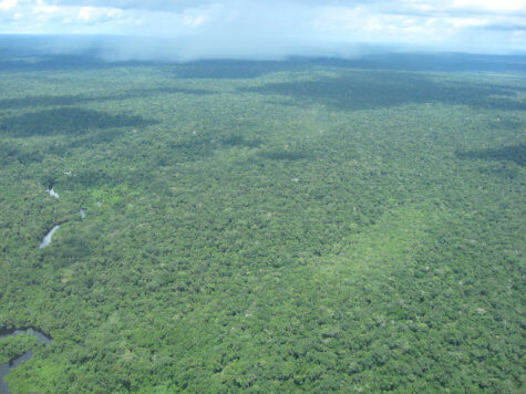 Amazon rainforest