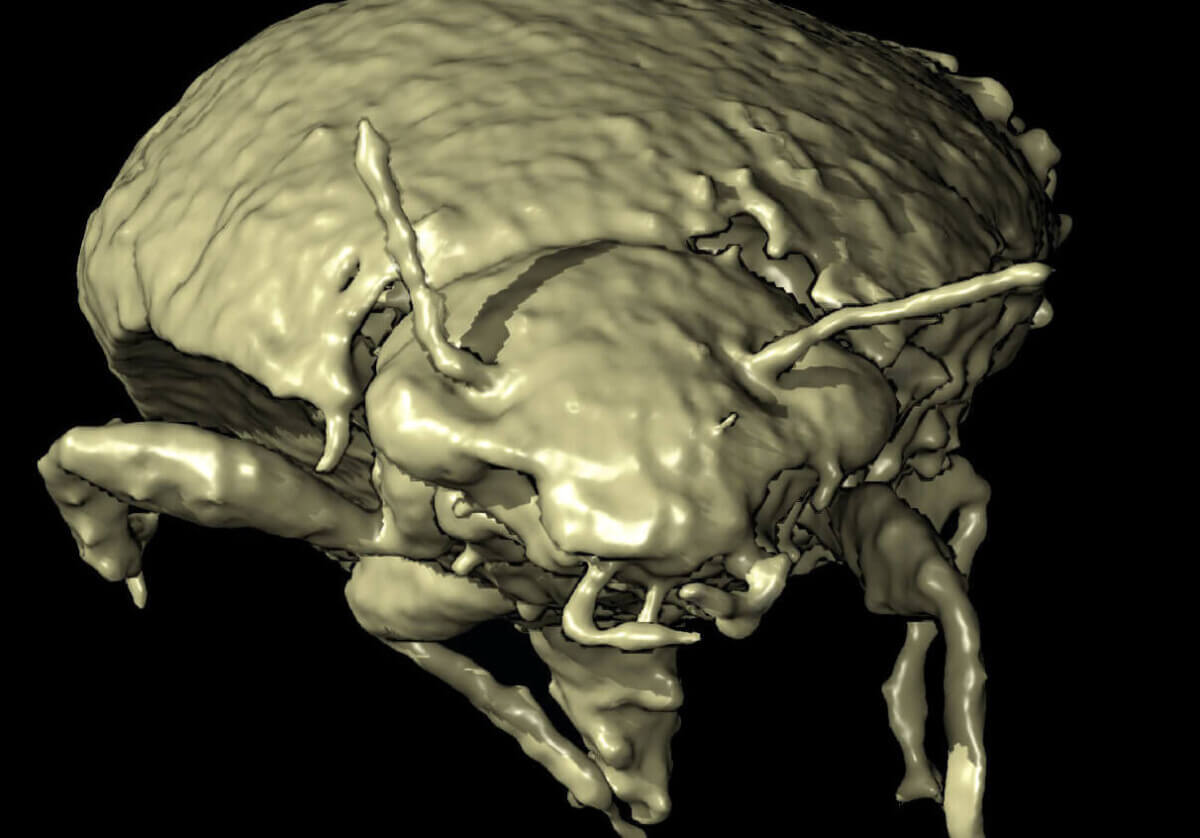 beetle-bum-worl-699920