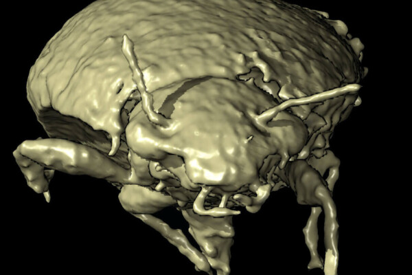 Ancient beetle