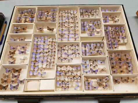 Xerces blue butterflies. 