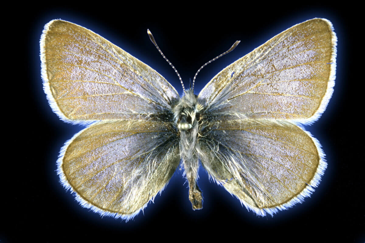 bye-bye-butterf-708108