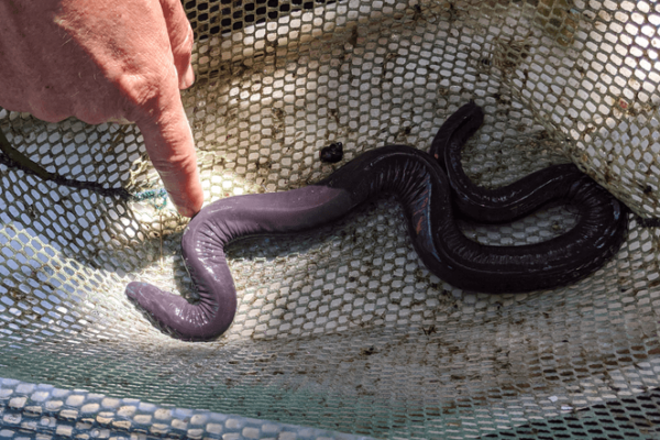 caecilian