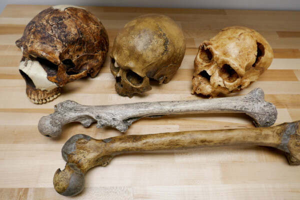 Climate change impacts our bodies, brains study