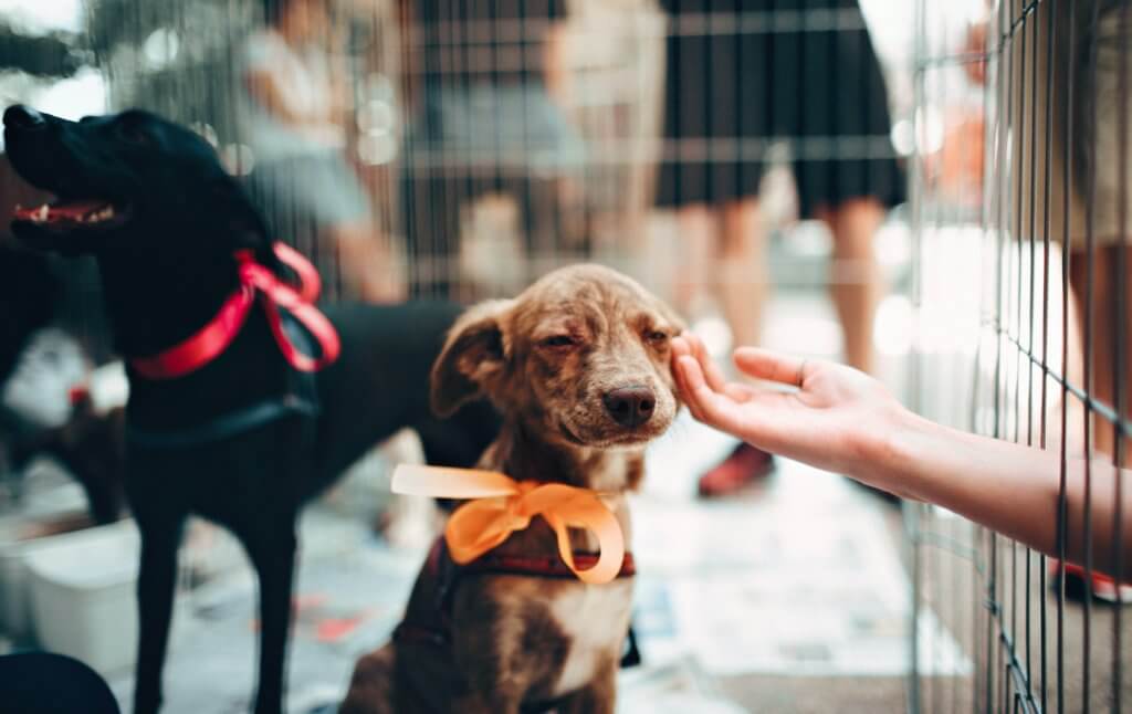 shelter dog
