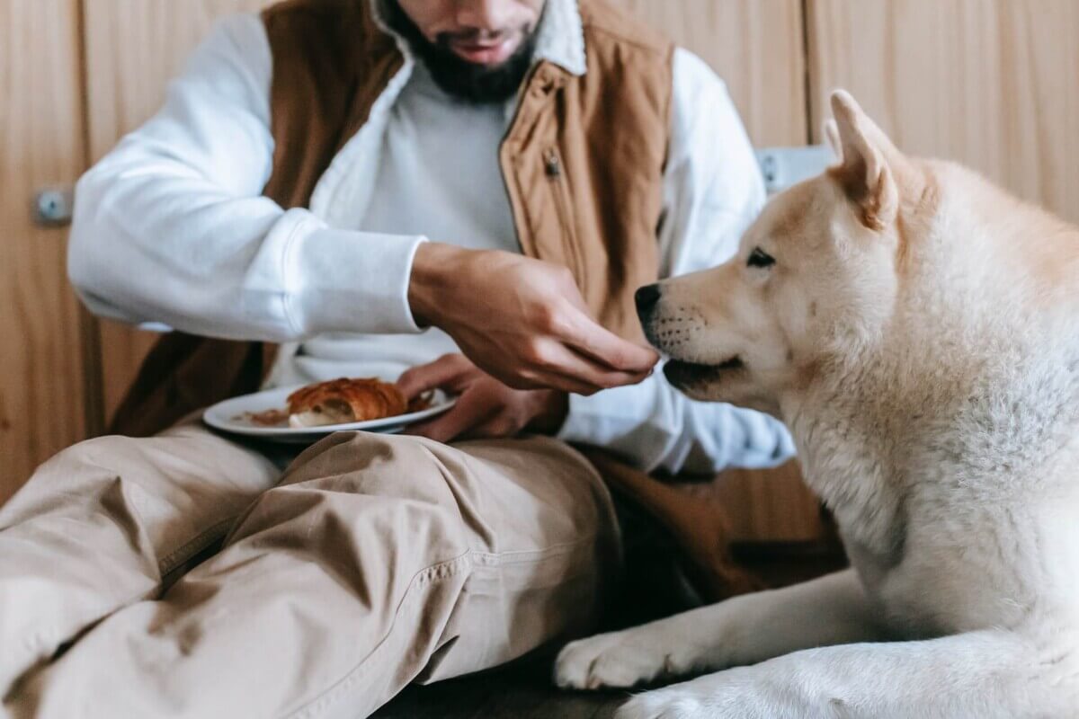 man feeding dog