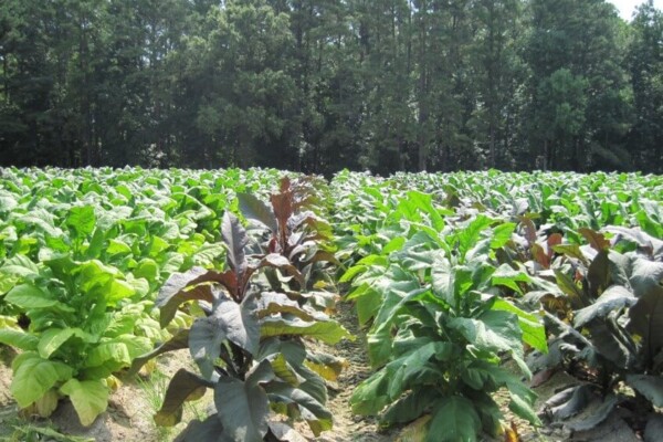 tobacco