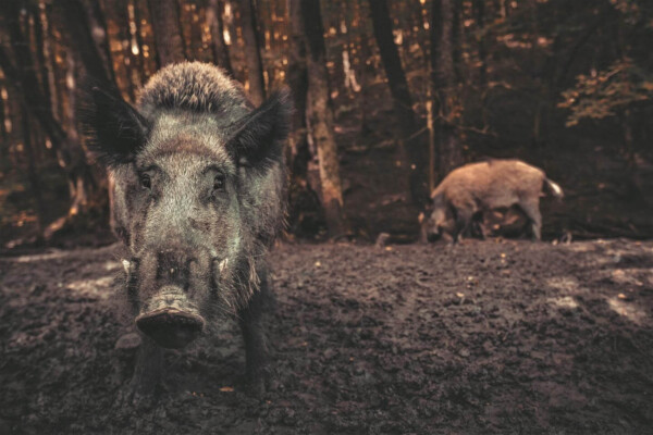 wild pig