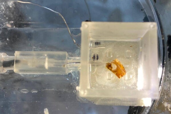 Locust ear inside chip