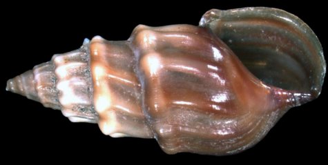 Freshwater snail
