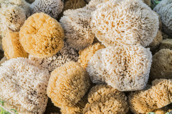 Sea sponges