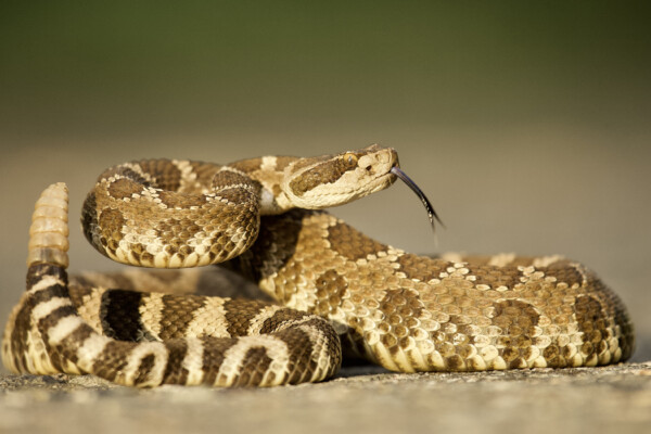 Rattlesnake