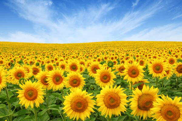 Field of sunflowers