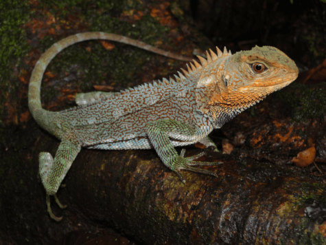 New lizard species