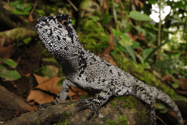 New lizard species