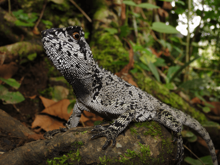 New lizard species
