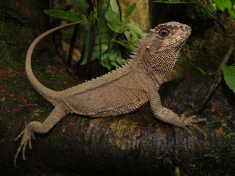 New lizard species