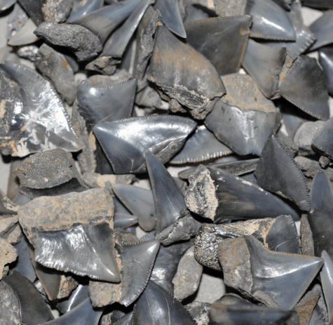 Shark teeth