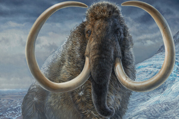 Woolly Mammoth