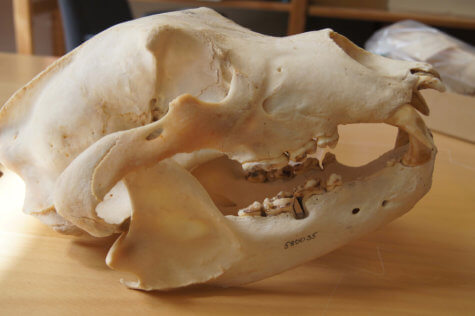 Bear skull
