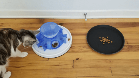 cat with food