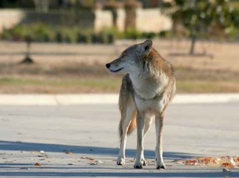 coyote in city