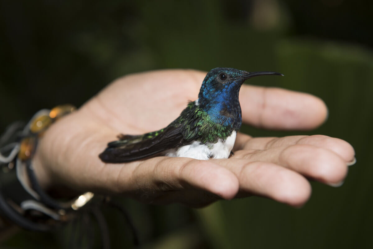 Jacobin hummingbird