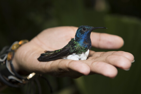 Jacobin hummingbird