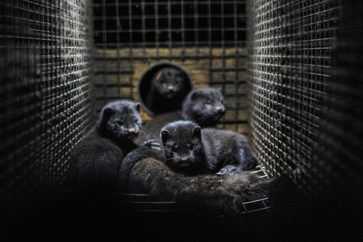 minks