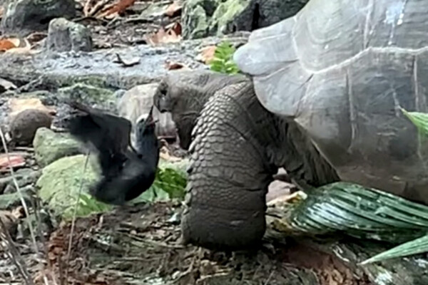 Tortoise hunts baby bird