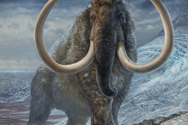 Woolly mammoth