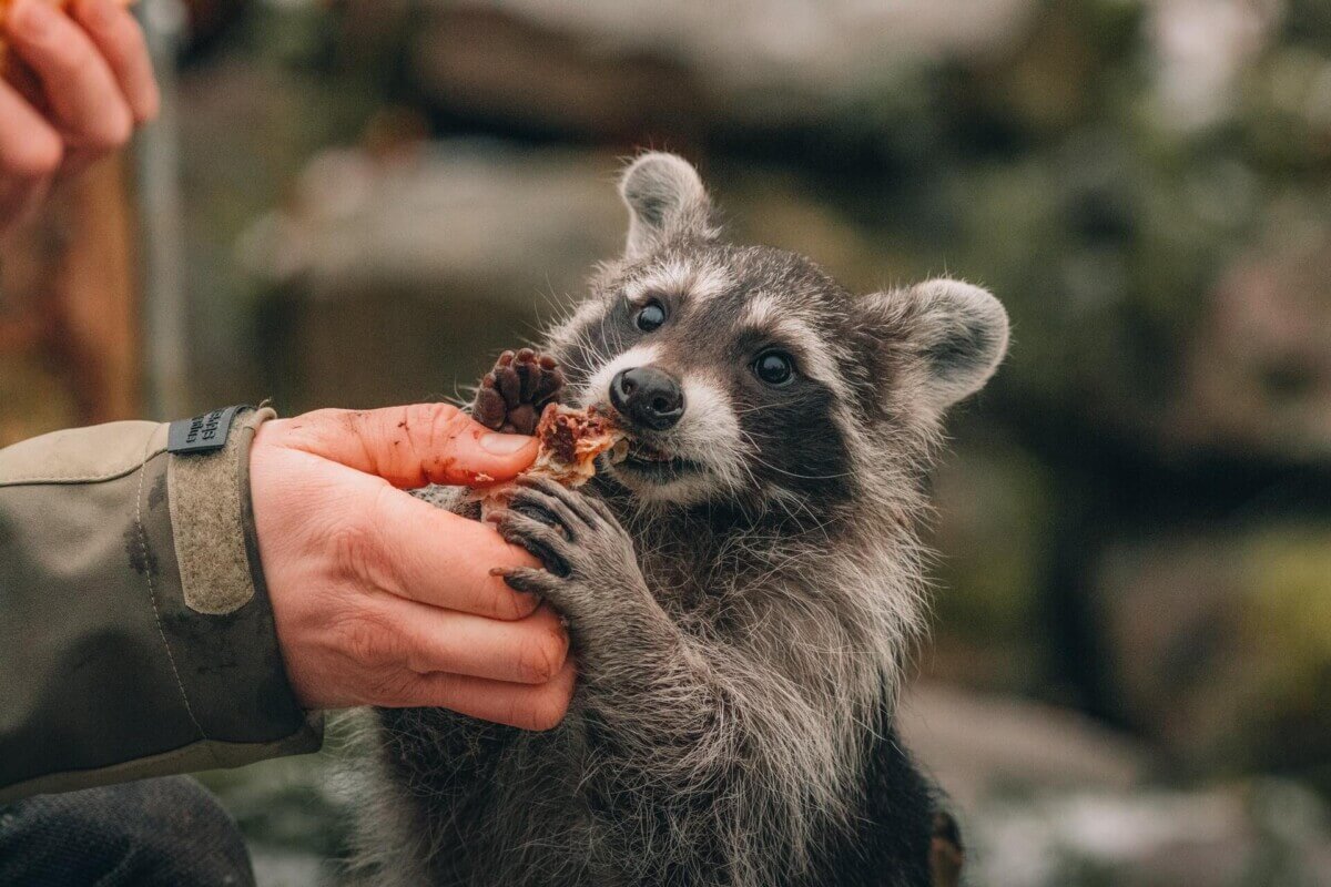 raccoon