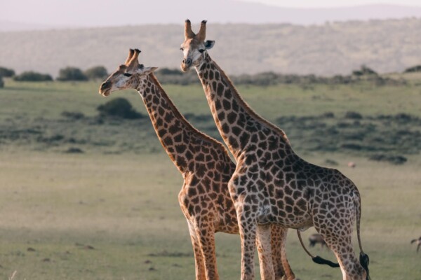 giraffes