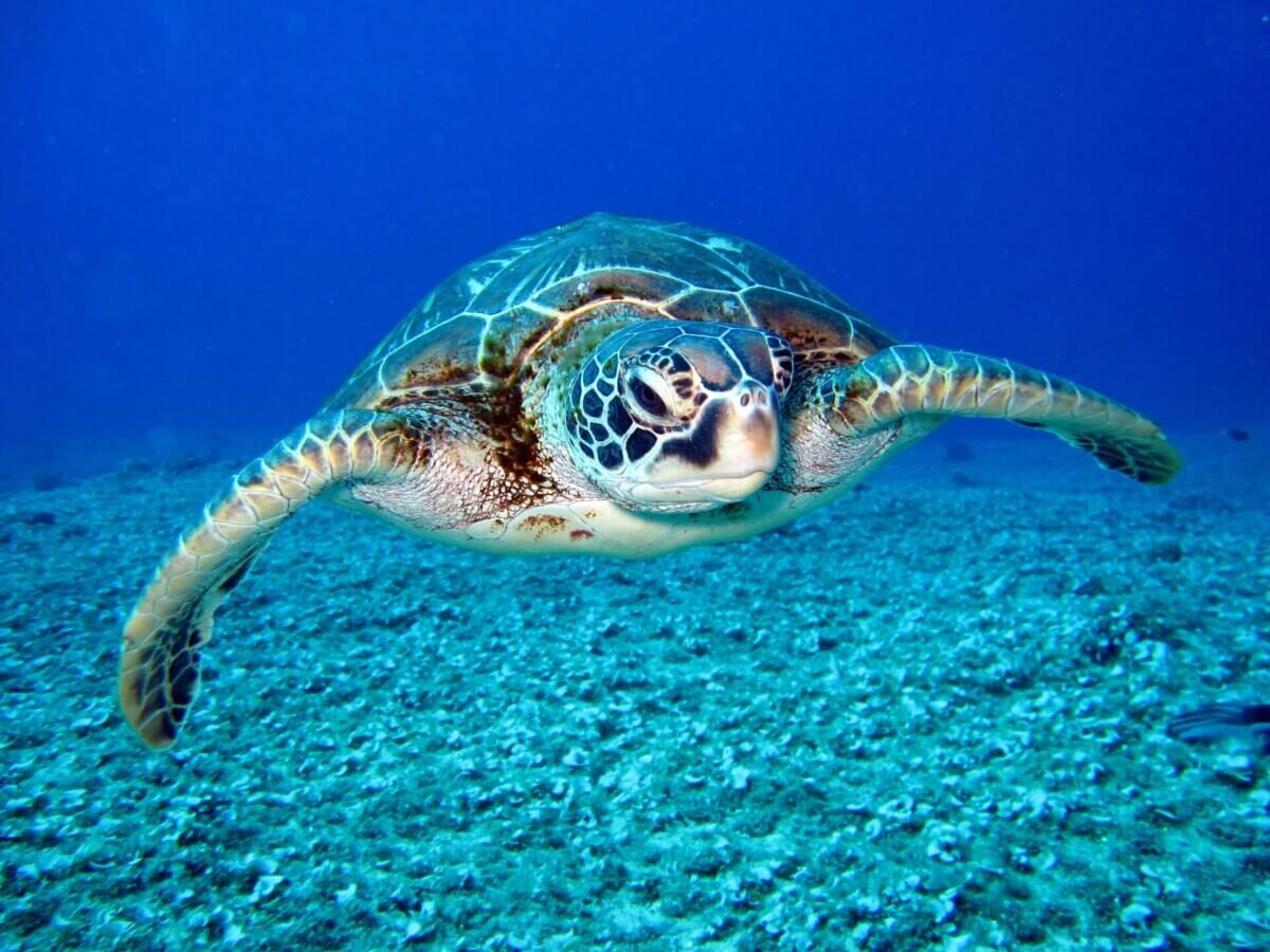 sea turtle