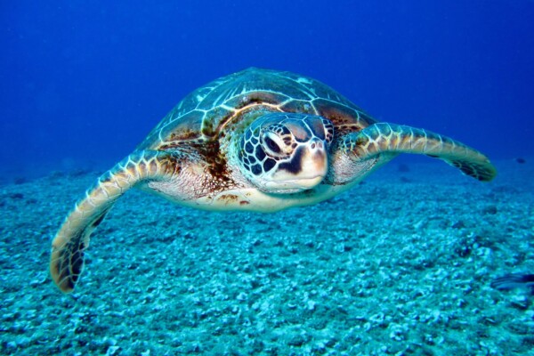sea turtle
