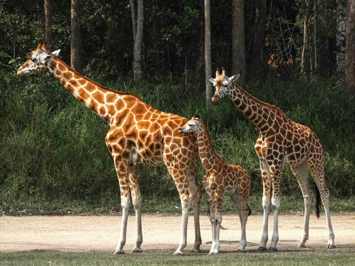 giraffes