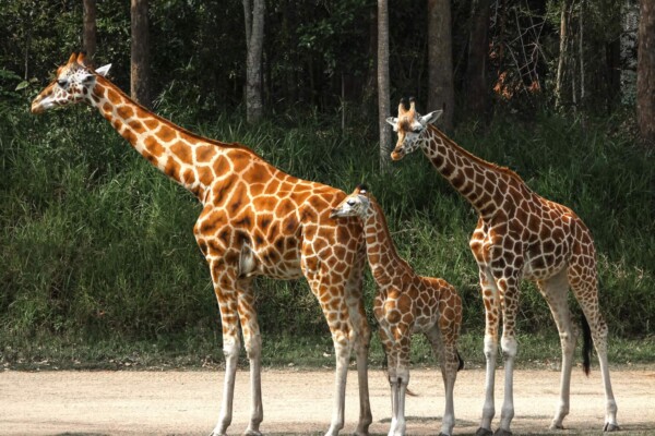 giraffes