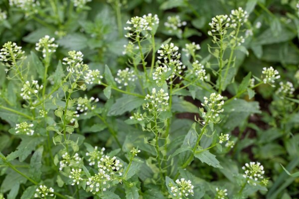 stinkweed