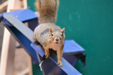 Squirrel