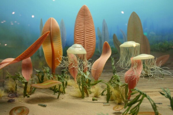 Recreation of Ediacaran sealife d