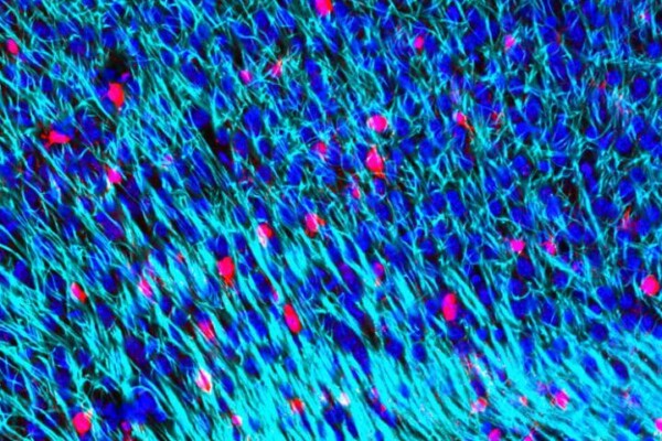 Myelin