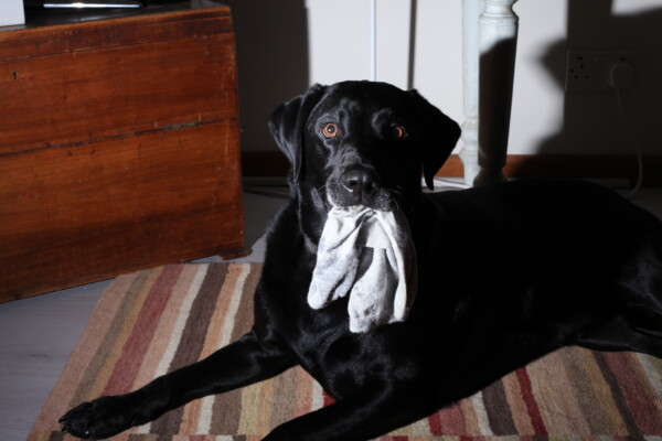 Dog with socks in its mouth
