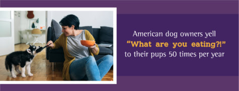 pets eating objects
