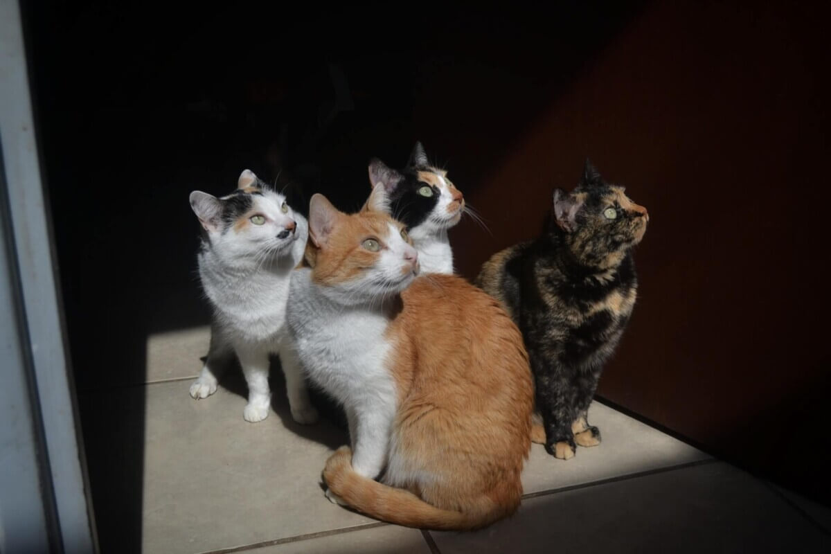 cats