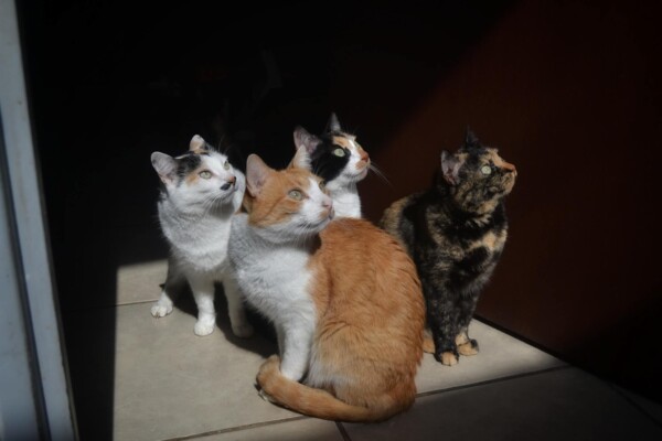 cats
