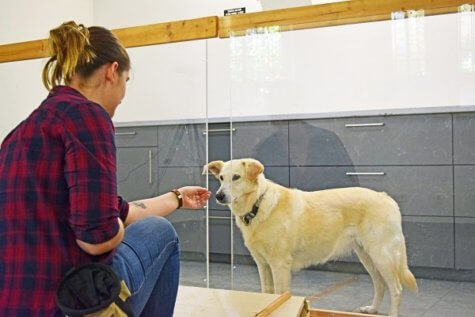 dog behavior
